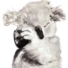 Sokru Koala Juliste
